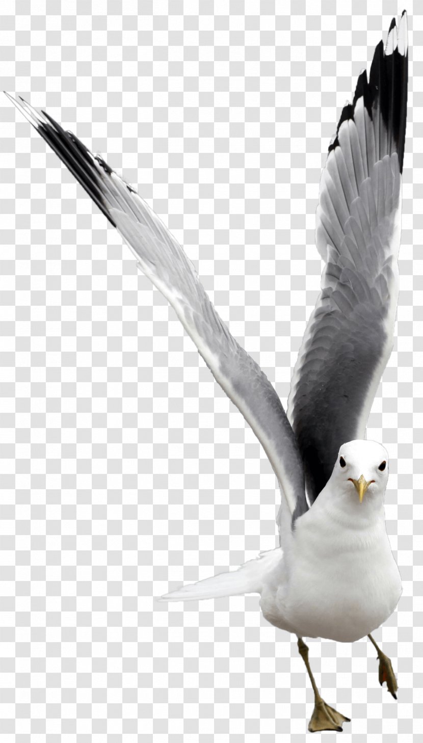 European Herring Gull Gulls Bird Great Black-backed Laridae - Wing Transparent PNG