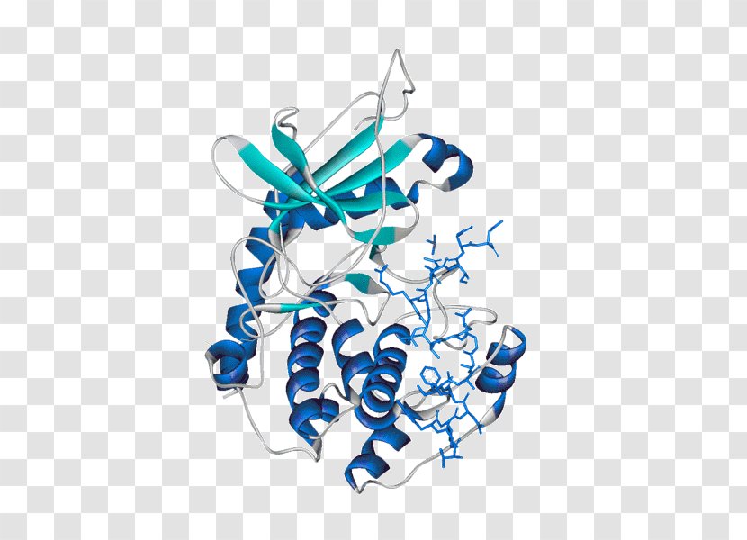 Protein Kinase A H-89 Glycogen - Inhibitor - Invertebrate Transparent PNG