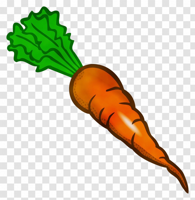 Carrot Root Vegetable Daikon Baby - Wild - Food Plant Transparent PNG
