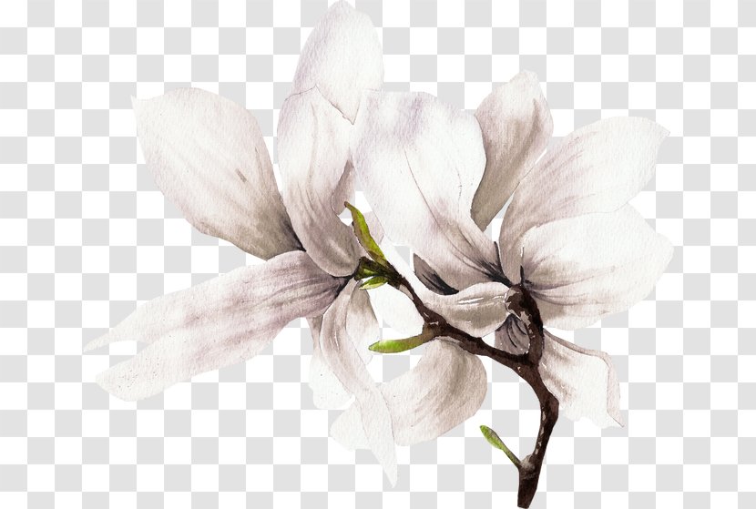 White Flowers - Magnolia Family - Do It Yourself Transparent PNG