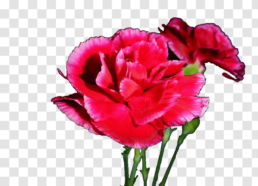 Carnation Cut Flowers Garden Roses Petal - Plant - Flower Transparent PNG