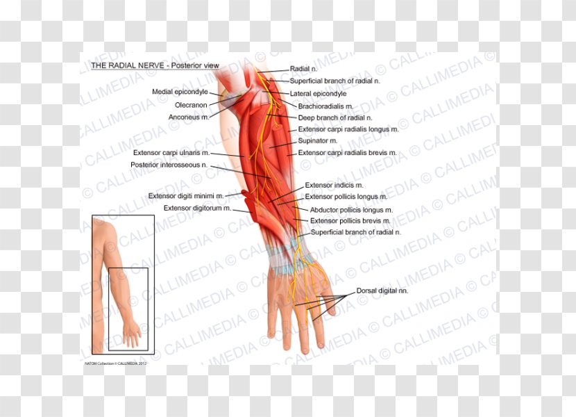 Thumb Radial Nerve Abductor Pollicis Longus Muscle Artery - Watercolor - Hand Transparent PNG