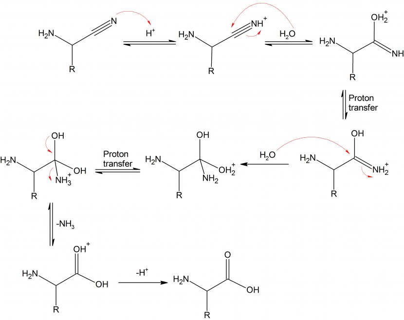 Strecker Amino Acid Synthesis Dehydration Reaction Chemical - Hydrolysis Transparent PNG