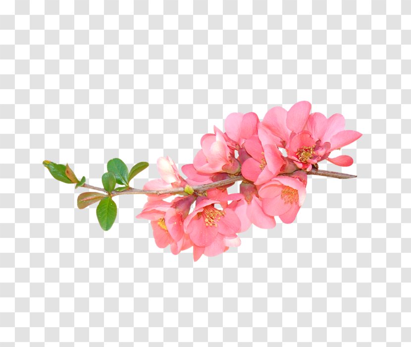 Flower Floral Design Clip Art Transparent PNG