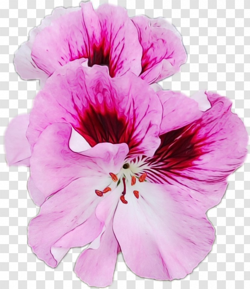 Flower Petal Pink Plant Violet - Paint - Geraniaceae Hibiscus Transparent PNG