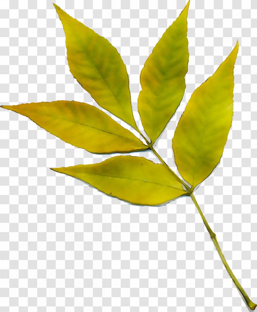 Twig Plant Stem Leaf Plants Transparent PNG