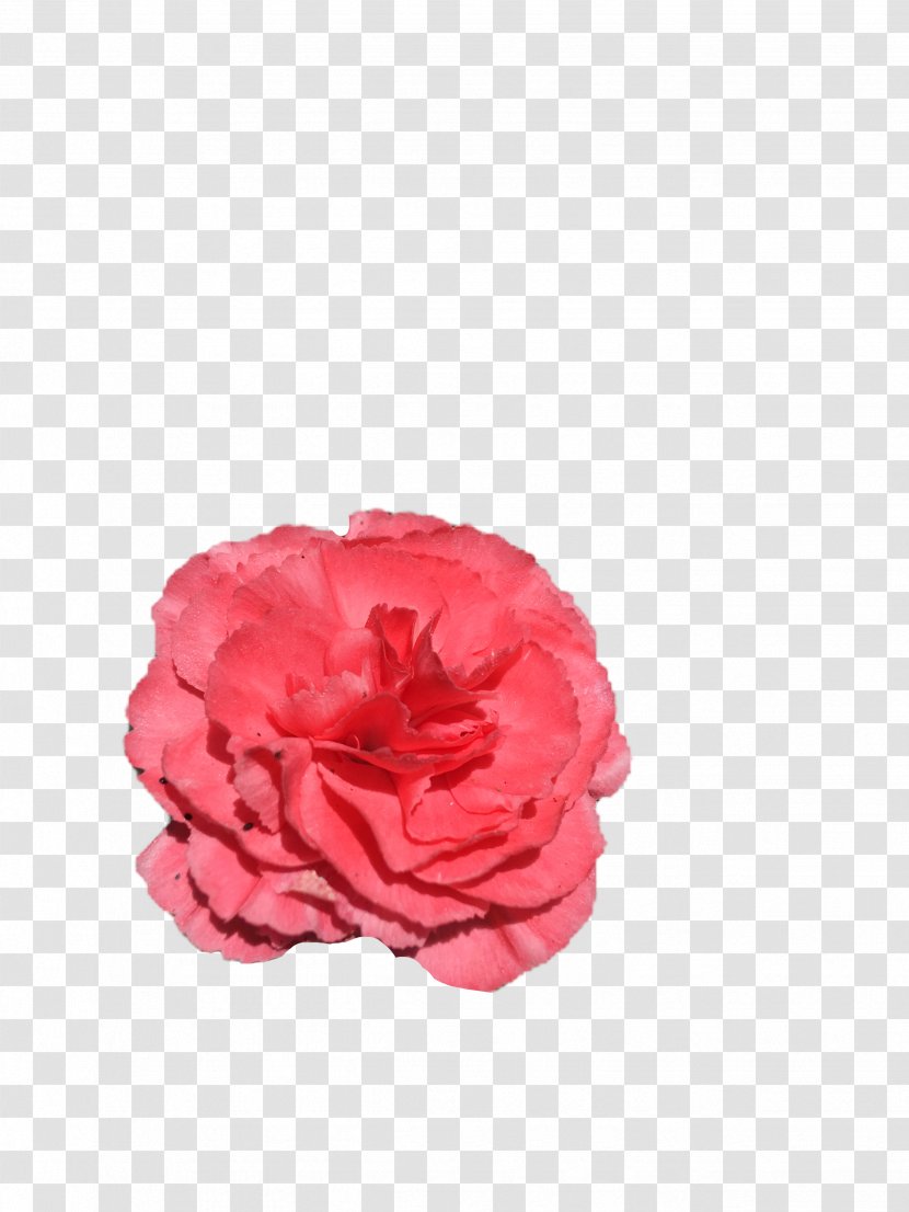 Garden Roses - Petal - Cut Flowers Rose Order Transparent PNG