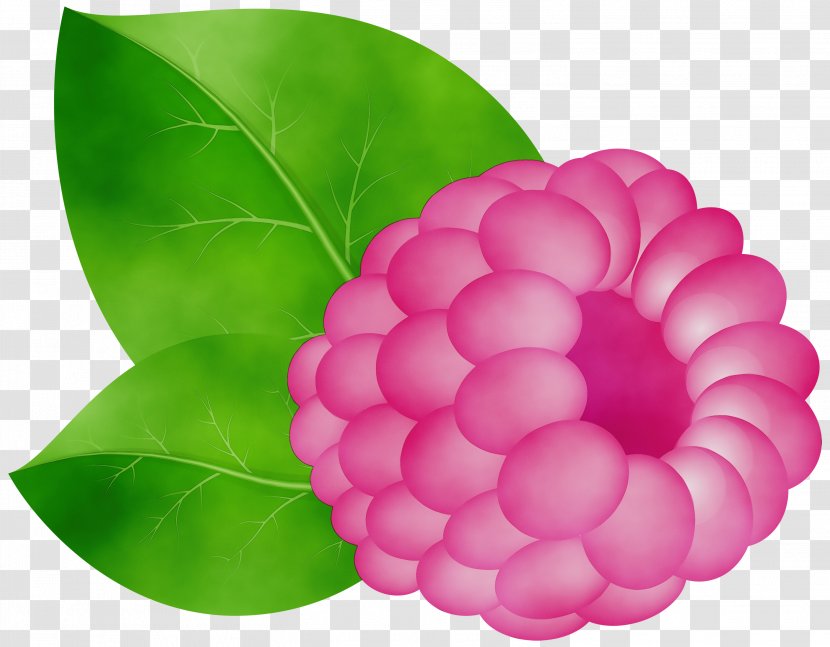 Pink Flower Cartoon - Plant - Magenta Dahlia Transparent PNG