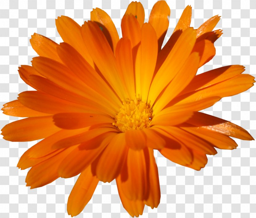 Clip Art - Flower - Orange Transparent PNG