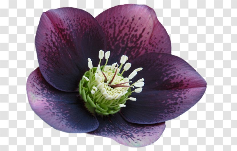 Helleborus Lividus Perennial Plant Argutifolius Garden Niger - Flowering - Gardening Transparent PNG