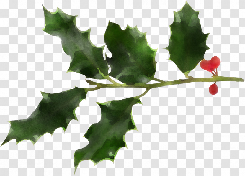 Christmas Holly Ilex Holly Transparent PNG