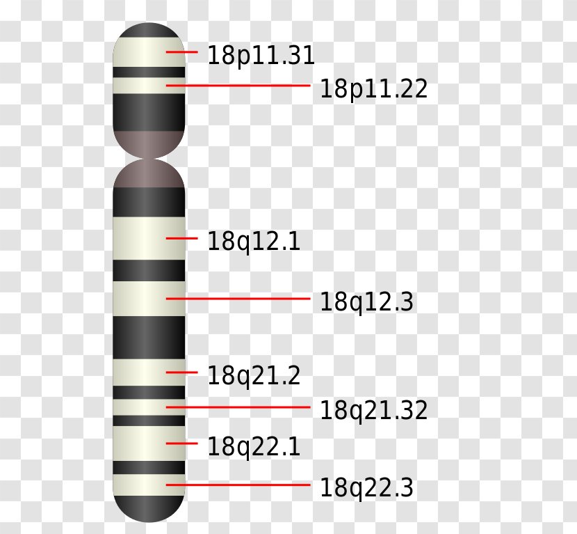 Patau Syndrome Product Design Line - Chromosome Transparent PNG