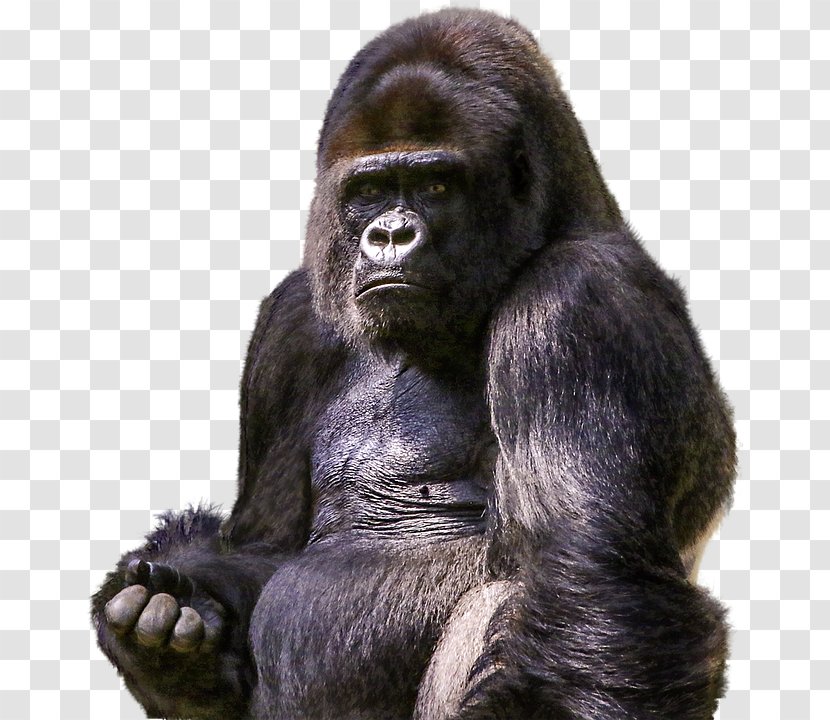 Ape Chimpanzee Primate - Great - Gorilla Transparent PNG