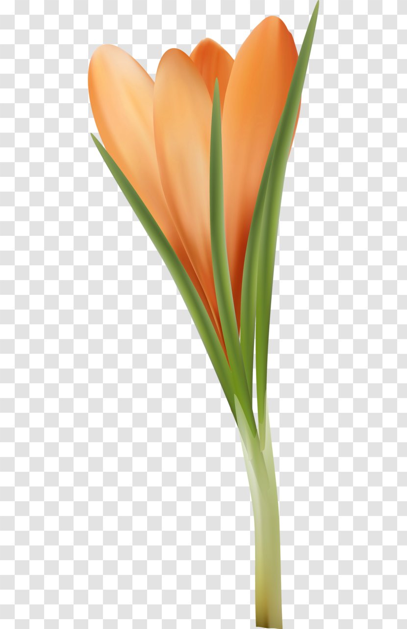 Tulip Orange Flower Petal Clip Art - Red Transparent PNG