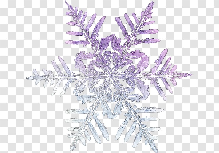 Snowflake Winter Clip Art - Snow - новый год Transparent PNG