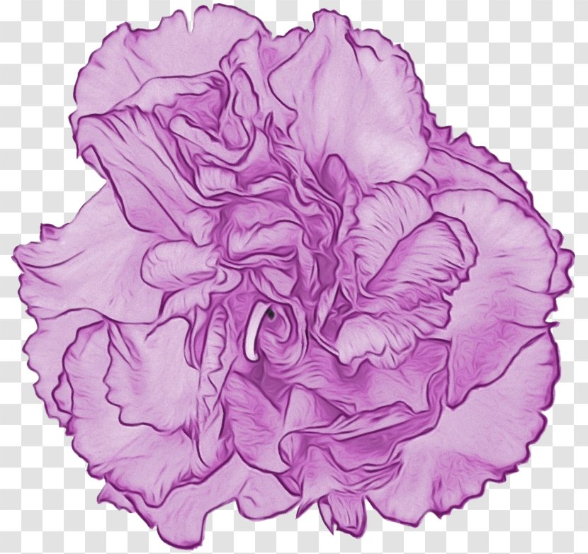 Cabbage Rose Cut Flowers Carnation Petal Pink M - Plant Transparent PNG