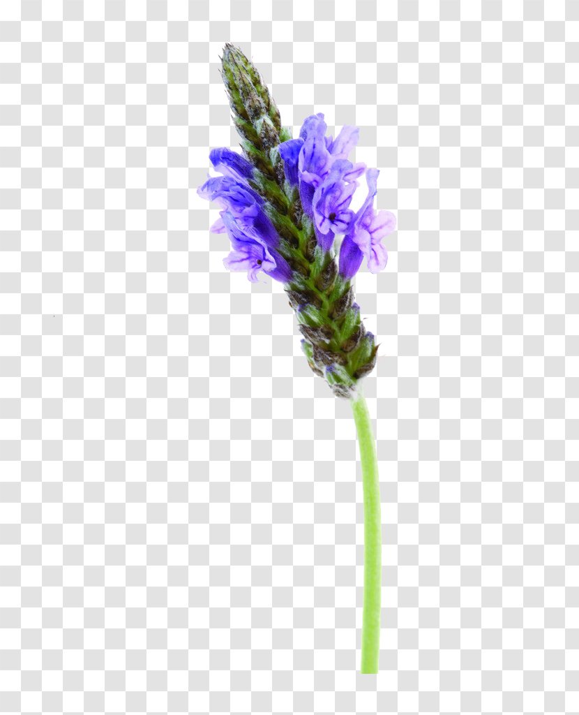 English Lavender Image File Formats Purple Transparent PNG
