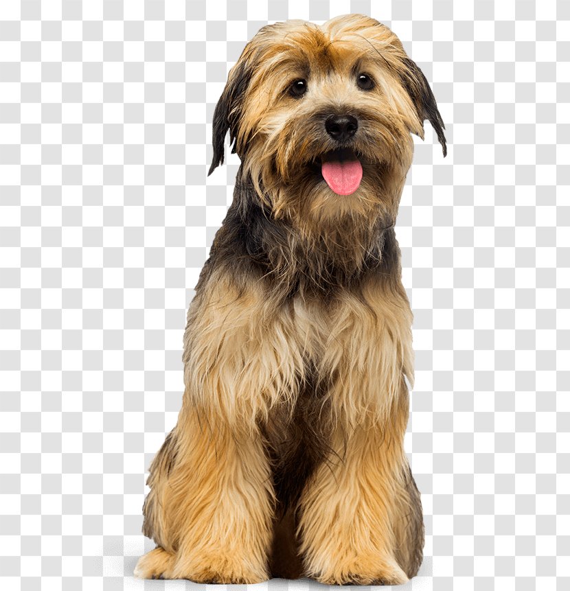 Dog Family Love Pet Amazon.com - Border Terrier - Police Transparent PNG