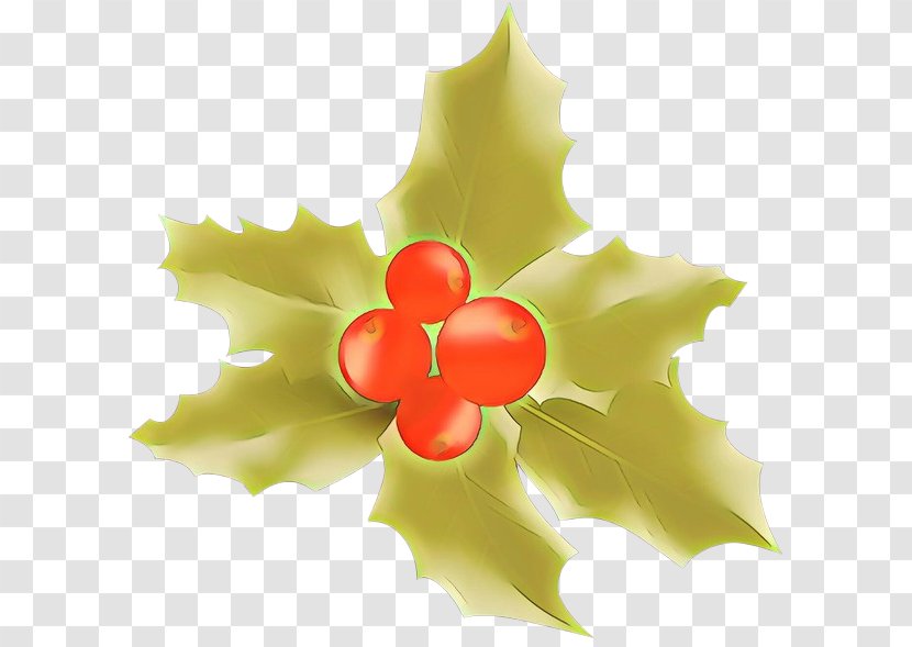 Holly - Flower - Plane Petal Transparent PNG