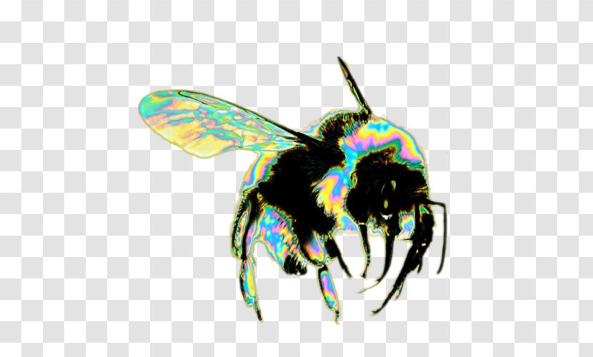 Honey Bee Insect Hornet Bumblebee - Pollinator Transparent PNG