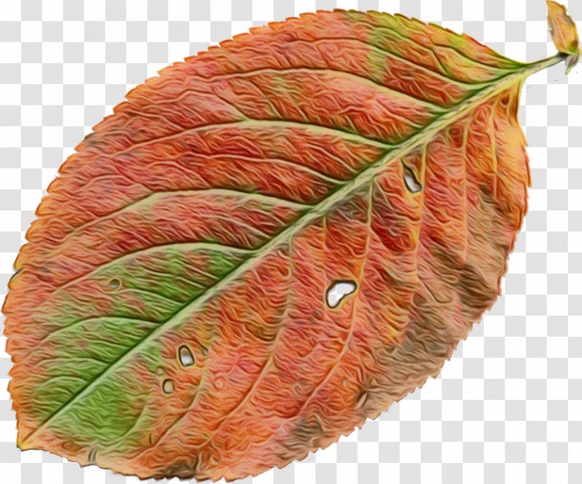 Leaf - Orange - Plant Pathology Transparent PNG