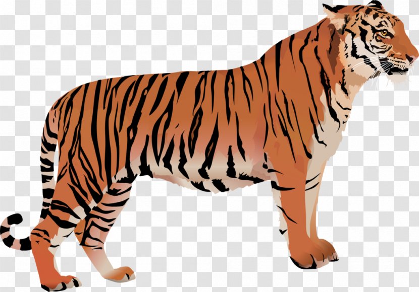 Bengal Cat Tiger White Clip Art - Wildlife Transparent PNG