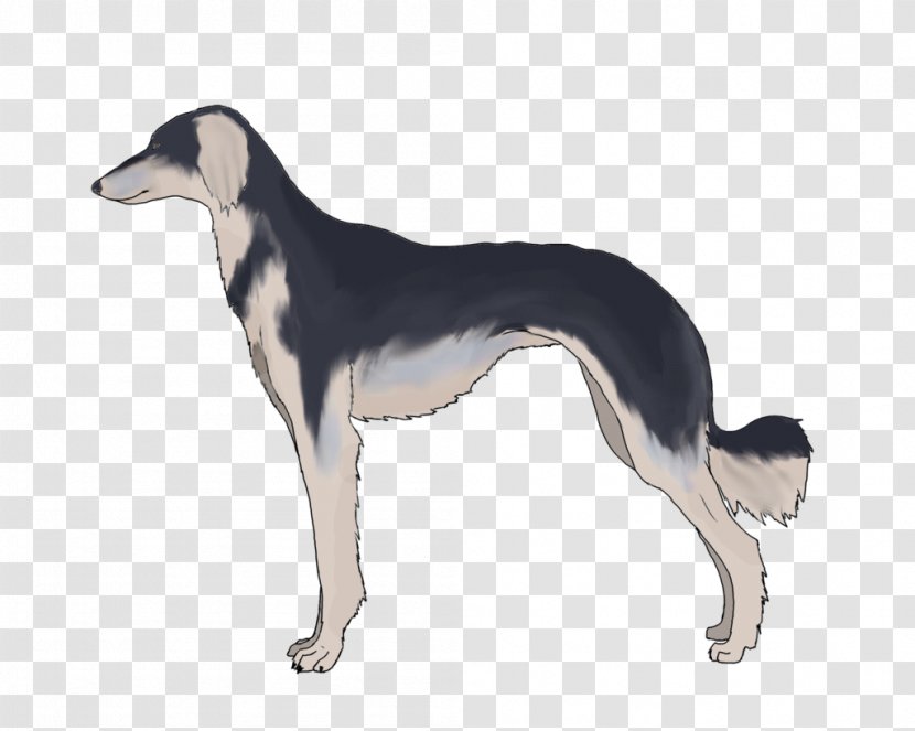 Saluki Spanish Greyhound Sloughi Whippet - Borzoi - Dark Grizzle Transparent PNG