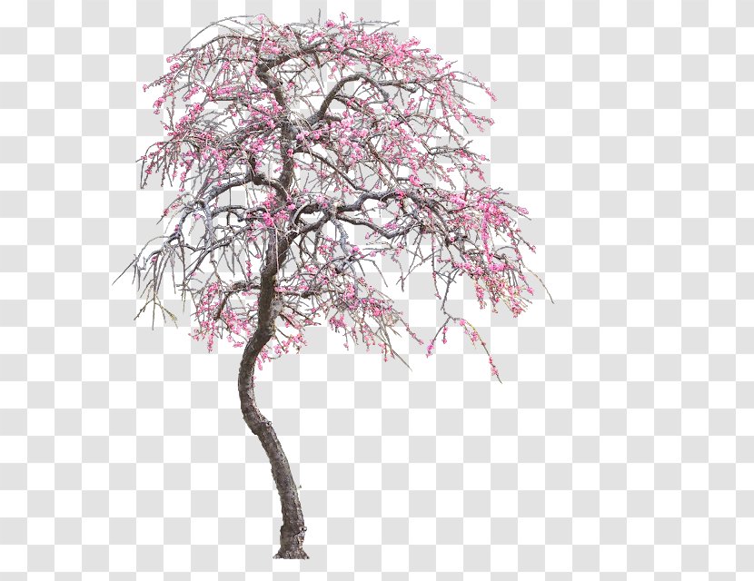 Tree Clip Art - Cherry Blossom Transparent PNG