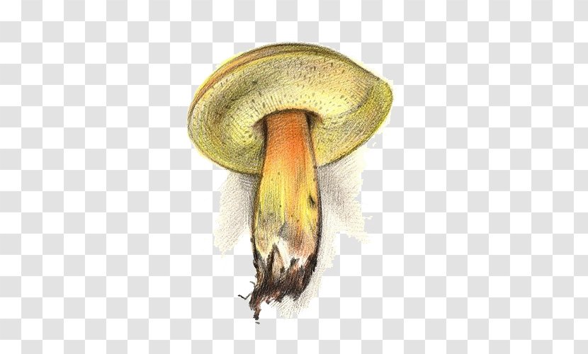 Mushroom Fungus Yellow - Poisoning - Mushrooms Transparent PNG