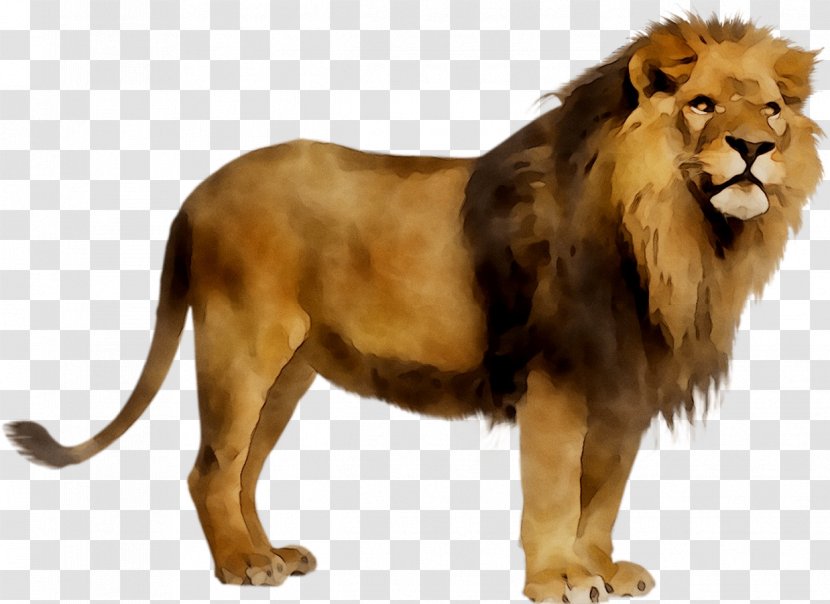 Lion Stock Photography Royalty-free Image - Big Cats - Felidae Transparent PNG