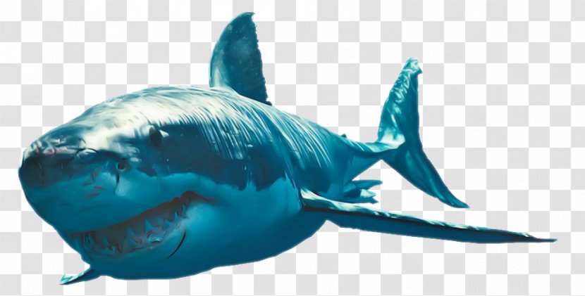 Bruce Clip Art - Water - Shark Transparent PNG