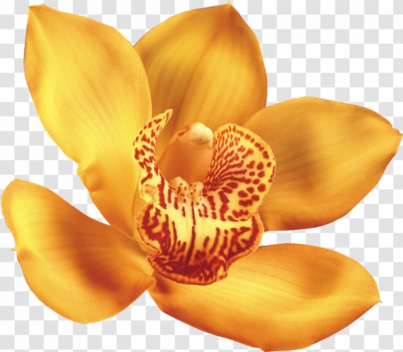 Clip Art Image Flower Beautiful Orchids - Cypripedium Montanum Transparent PNG