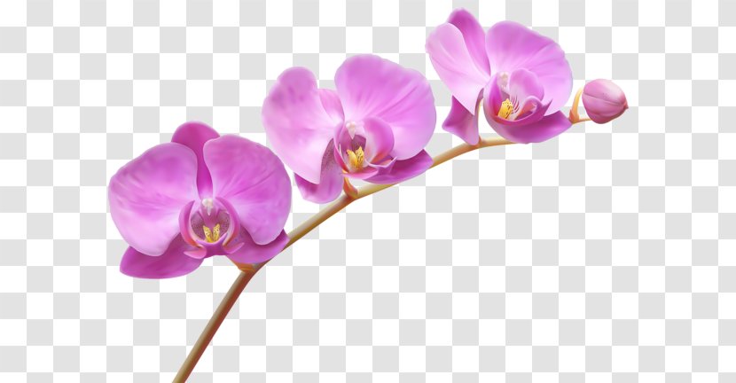 Orchids Flower Clip Art - Violet Family - Orchid Transparent PNG