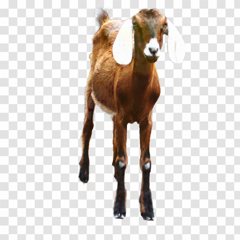 Vector Graphics Clip Art Boer Goat Image - Livestock - Liver Transparent PNG