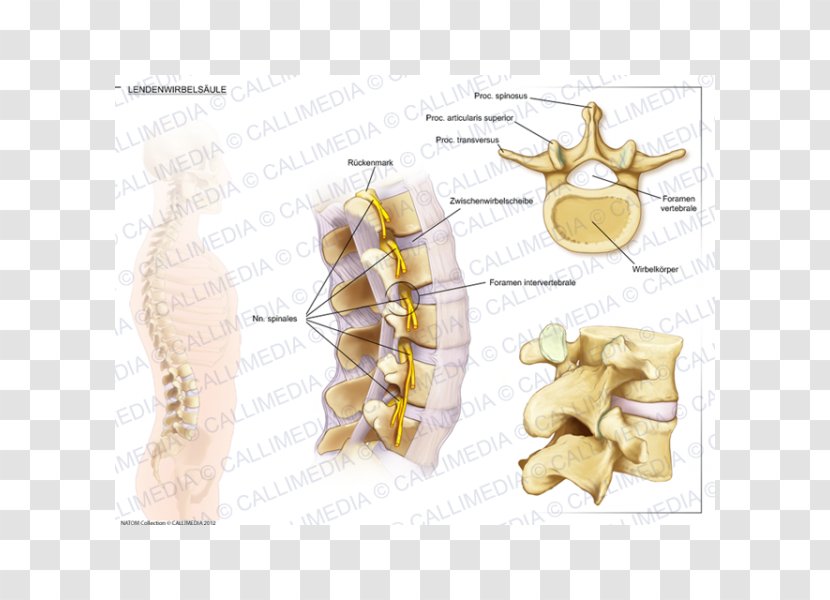 Lumbar Vertebrae Vertebral Column Anatomy Intervertebral Disc - Silhouette - Watercolor Transparent PNG