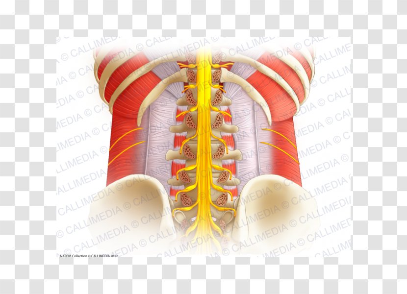 Vertebral Column Spinal Cord Lumbar Vertebrae Anatomy Nerve - Sciatic Transparent PNG