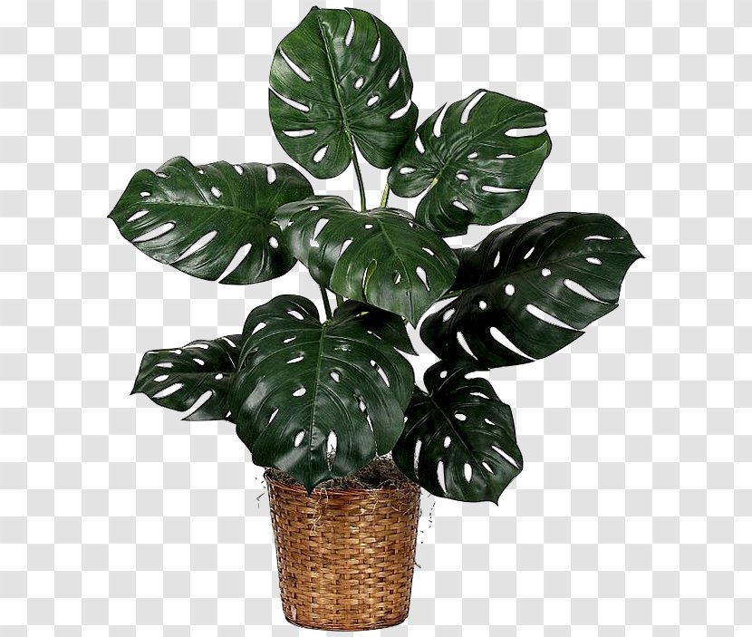 Houseplant Fiddle-leaf Fig Swiss Cheese Plant - Tree - Leaf Transparent PNG