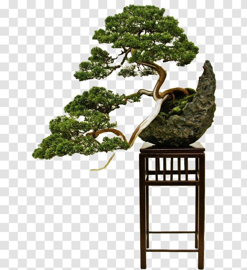 Bonsai Styles The Japanese Art Of Miniature Trees And Landscapes Pruning - Tree Transparent PNG