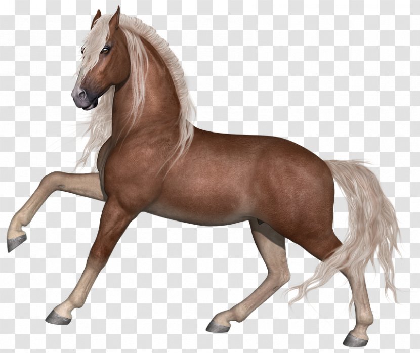 Stallion Horse Show Animal Farm Arabian - Mane - Animals Transparent PNG