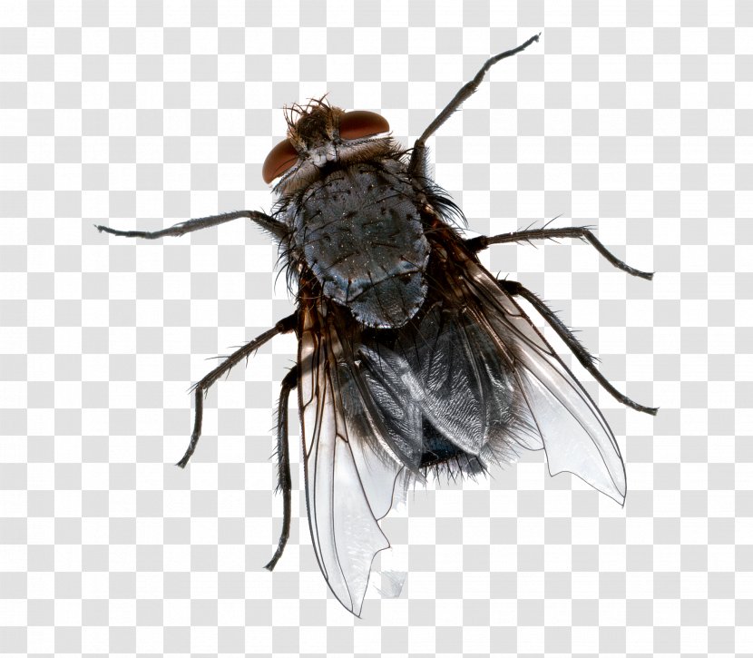 Insect Cockroach Fly-killing Device Mosquito - Membrane Winged - Flies Transparent Background Transparent PNG
