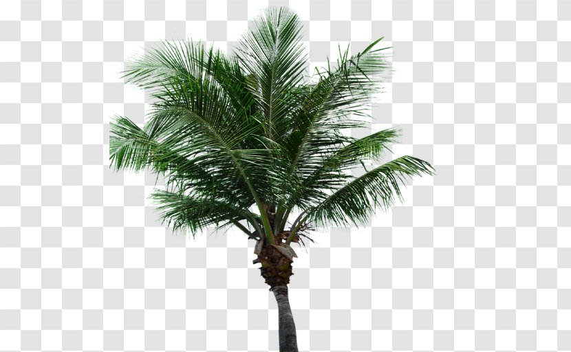 Asian Palmyra Palm Attalea Speciosa Oil Palms Coconut Date - Tree Leaves Transparent PNG