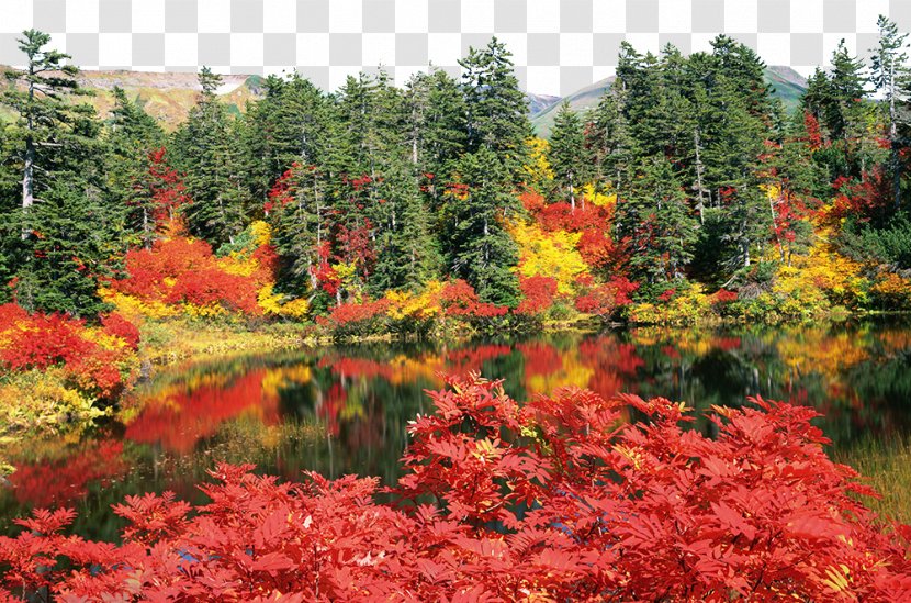 Daisetsuzan National Park Autumn Leaf Color High-definition Television Wallpaper - Vegetation Transparent PNG