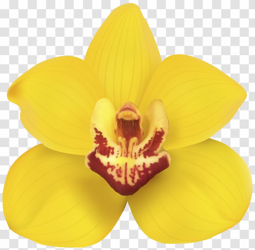 Orchids Flower Desktop Wallpaper Clip Art - Cattleya - Orchid Transparent PNG