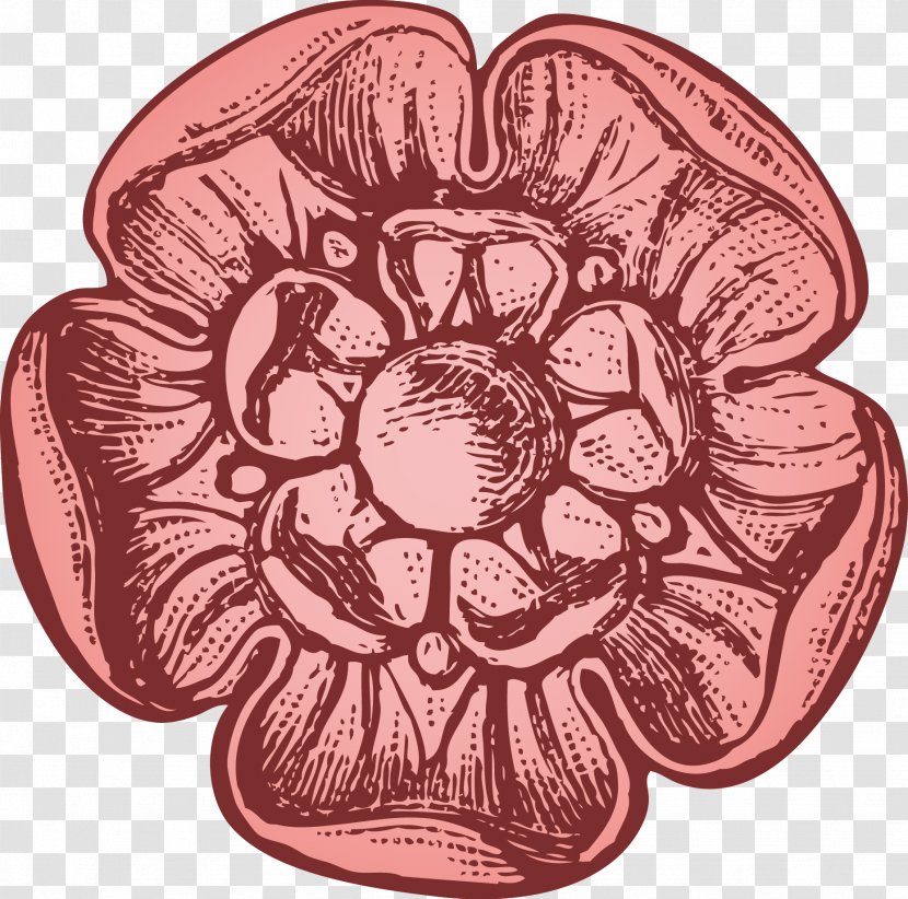 Illustration - Flower - Rose Vector Transparent PNG