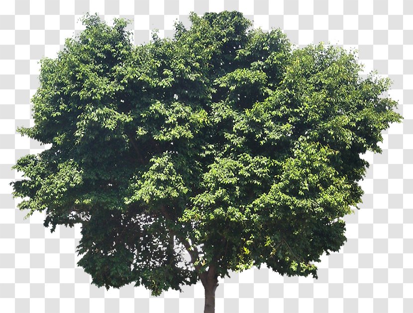 Oak Tree Arborist Evergreen Trunk - Leaf - Fig Leaves Transparent PNG