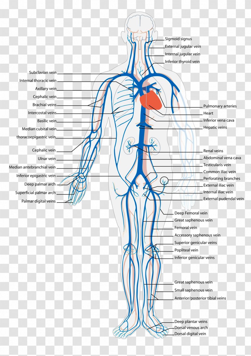 Vein Systemic Venous System Circulatory Anatomy Inferior Vena Cava - Watercolor Transparent PNG