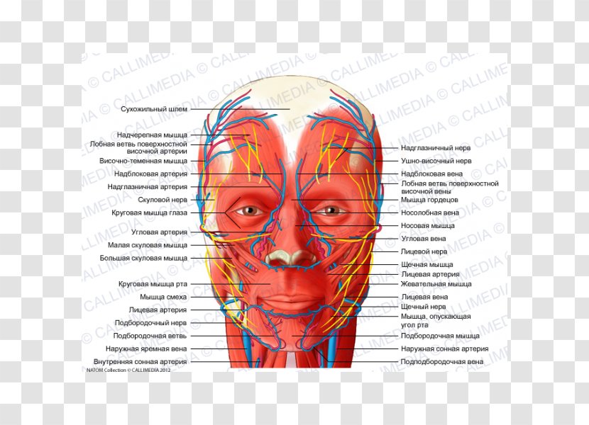 Head And Neck Anatomy Blood Vessel Nerve Supratrochlear Artery Human - Watercolor Transparent PNG