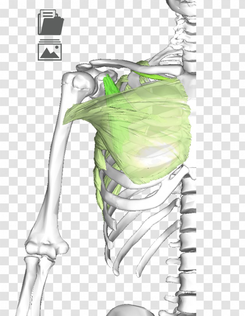Drawing Skeleton Bone - Watercolor Transparent PNG