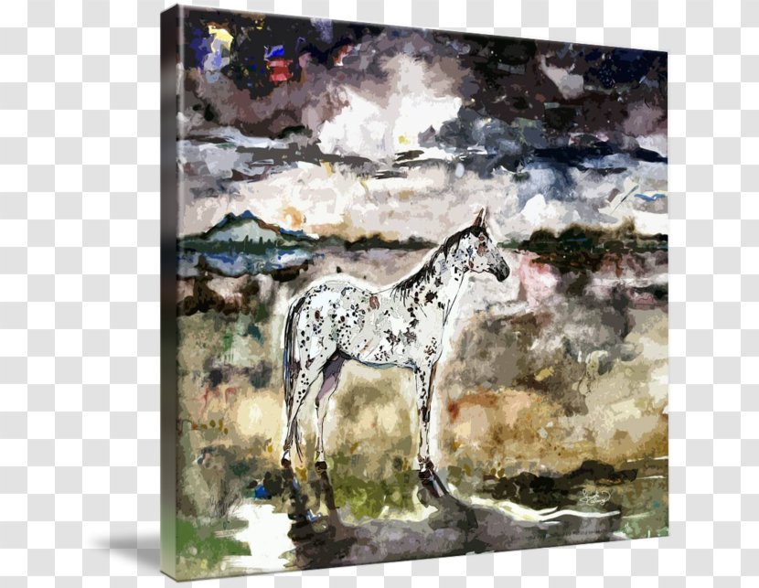 Mustang Appaloosa Spirit Stallion Foal - Horse Transparent PNG