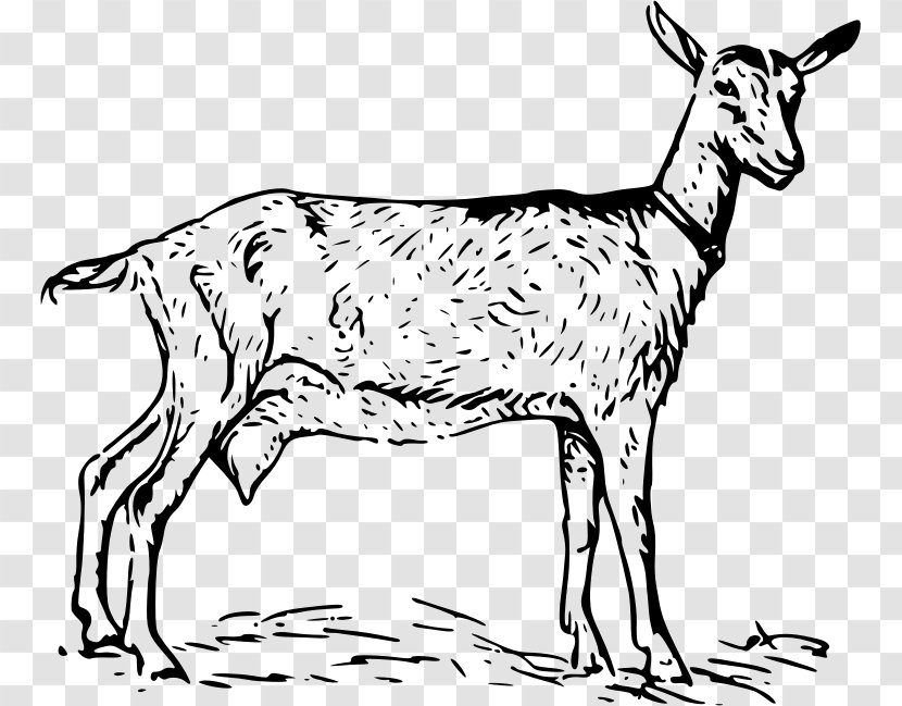 Goat Download Clip Art - Tail Transparent PNG